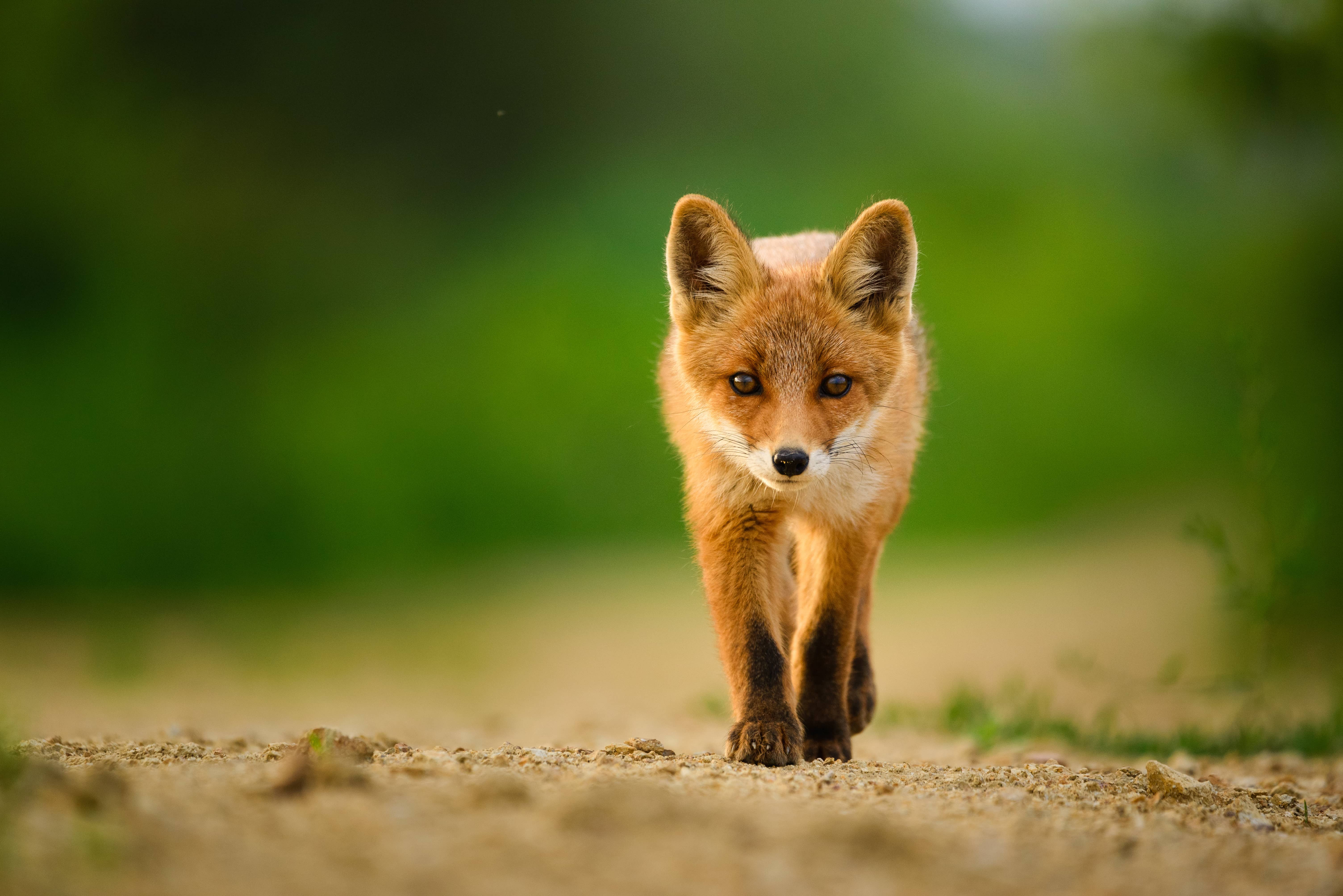 non-target-fox